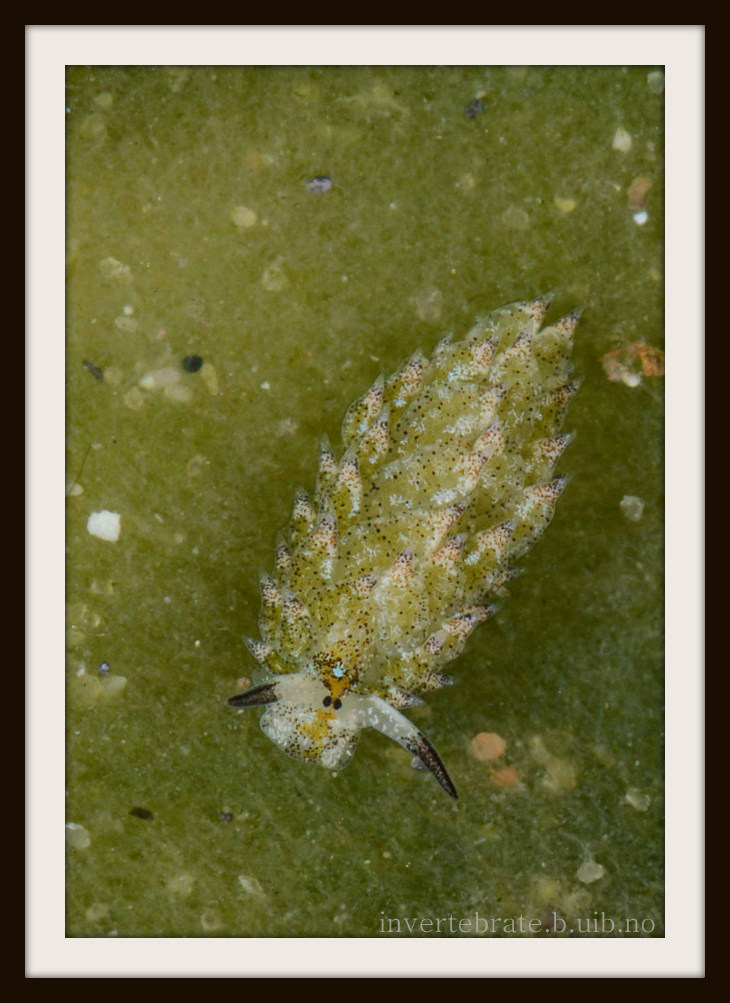 Costasiella kuroshimae, a sacoglossan that lives on the green algae Avrainvillea sp. (Barra estuary, Inhambane, Mozambique)