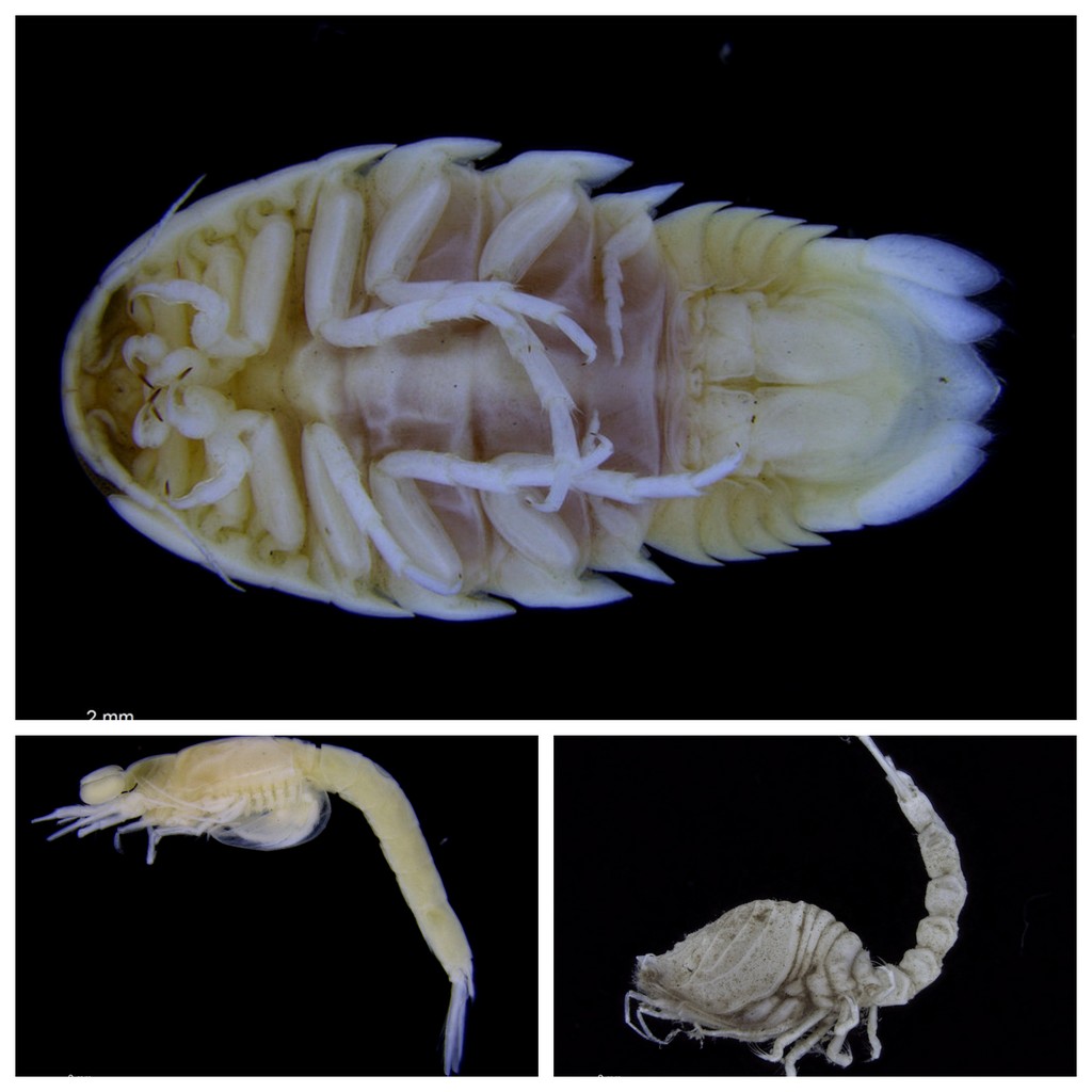 Samt et brett med Cumacea (t.h.), Mysida (t.v)(pungreker/rekebarn) og Isopoda (tanglus, øvre bilde)