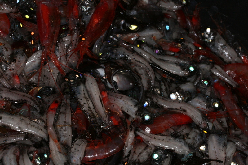 Trålfangst; lysprikkfisk og ulike krepsdyr