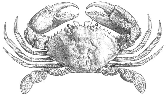Scylla serrata. En krabbeart fra Iet Indiske Hav og Stillehavet. (kilde: FAO)
