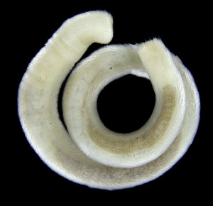 Scutopus ventrolineatus er en veldig vanlig pelsmollusk, Caudofoveata, med typisk langstrekt kropp. Den blir opp til 3 cm lang.