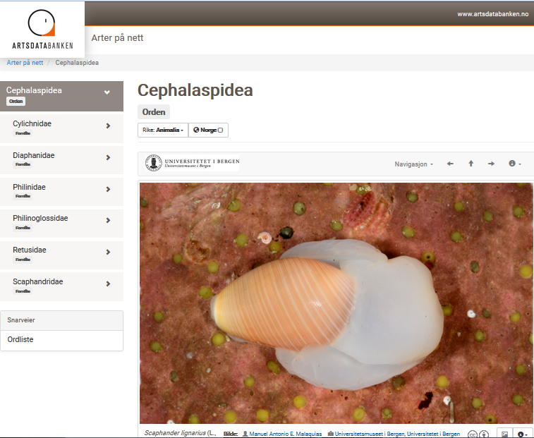 Cephalaspidacea