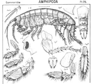 "Gammarus locusta" - illustration plate 176-1 from G.O. Sars, 1890-95