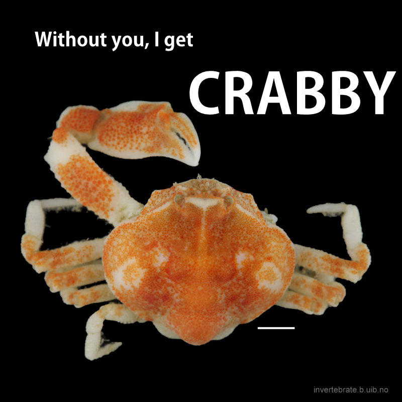 crabby.tif