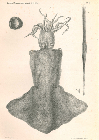 Onychoteuthis mollis (Appellöf, 1891), en blekksprut beskrevel av Appellöf. Tegningen til høyre er den såkalte pennen, de utviklingshistoriske restene av skallet som finnes hos andre blekkspruter.