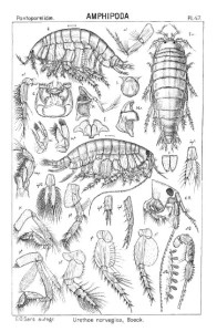 Tegninger av Urothoe elegans fra G.O. Sars, 1895