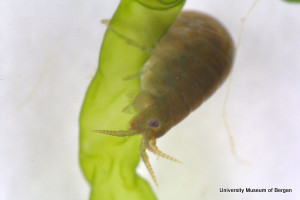 Noen amfipoder kan observeres mens de spiser på alger