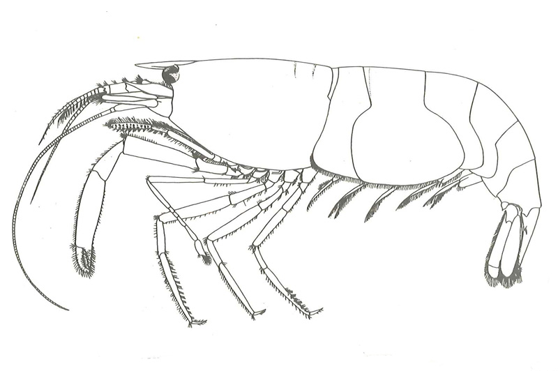 Athanas nitenscens. Tegning: fig 10 i ME Christensen: Crustacea Decapoda
