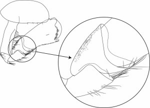 Stridulasjonsorganer hos Metopa aequicornis. Tegning: AHS Tandberg