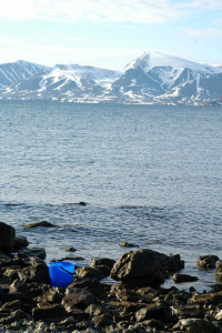Også steinfjærer på Svalbard har mange amfipoder. Foto: AHS Tandberg