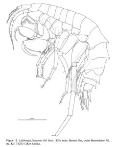 Figur 13 fra dUdekem dAcoz & Vader 2009. Liljeborgia fissiornis.