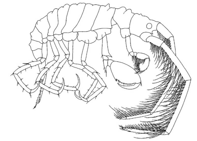 Laetmatophilus tuberculatus tegnet av Lincoln (1979).