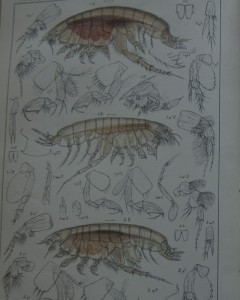 Noen av Harpinia artene GO Sars illustrerte i 1895