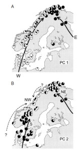 To forskjellige teorier om innkomstveier for Gammarus lacustris. Fig 5 fra Vainio & Väinölä 2003.