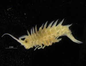 Paraphitoe hystrix - en amfipode med pigger som sikkert beskytter mot å bli lett bytte. Foto: AHS Tandberg