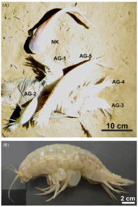 Stillbilde fra videofilming av åte og foto av Alicella gigantea. Figur 2 fra Jamieson et al, 2013. 