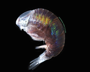 Hyperiidaen Pronoe sp. Legg merke til hvordan øynene har en lang gjennomsiktig del ytterst. Foto: (c) Smithsonian Institution, fotograf KJ Osborn