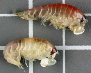 Trischizostoma raschi - funnet i fiskeriundersøkelser i Nordsjøen. Rutenettet under er 1 x 1 cm.Foto: Rupert Wienerroiter/ Havforskningsinstituttet