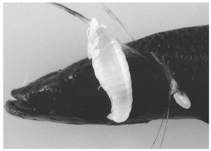 Trischizostoma dentaticulatum sittende på fisken Bathypterois phenax. Ill: Fig. 1 fra Freire & Serejo, 2004.