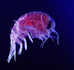 Hyperia macrocephala. Foto: Uwe Kils, engelsk utgave av Wikipedia, Wikimedia Commons