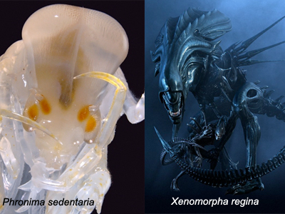 Sammenligning mellom Phromina sedentaria (foto: Pål Abrahamsen) og moderAlien (Foto fra film)