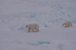 En isbjørn-hunn med unge vandrer over snødekt is, Svalbard. Foto: AHS Tandberg
