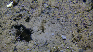 Neohela monstrosa titter ut av hulen sin. Foto fra mareano.no