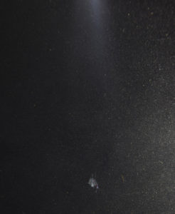 Themisto sp. mellom alle de mange mindre partiklene (dyr, planter og biter av dyr og planter). Lyset på bildet kommer fra dykkelykt og blits. Foto: Geir Johnsen, NTNU