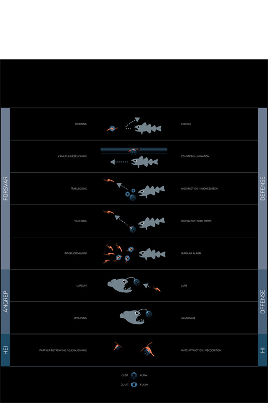 Forskjellig bruk av bioluminisens. Figur 7 fra Haddock SHD et al (2010), omformet av Ola Reibo for å reflektere arktisk bioluminisens til utstillingen Polarnatt 2015.