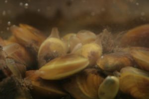 Et akvarium fullt av Musculus discors. Legg merke til sifonene som pumper vann for muslingen. Foto: AHS Tandberg