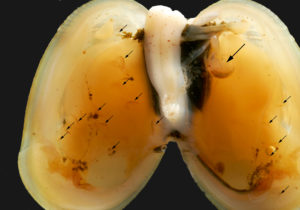 En familie Metopa glacialis inni et Musculus discors. Stor pil på moren, små piler til ungene. Muslingen er 31 mm lang. Foto: AHS Tandberg