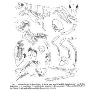 Dulichia falcata. Legg merke til forskjellen i 2 gåfot fra hunn (D) til hann (E). Figur nr 1 fra Laubitz, 1977.
