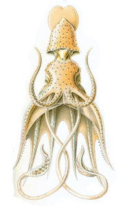 Histioteuthis bonelli illustrert av den berømte Ernst Haeckel.