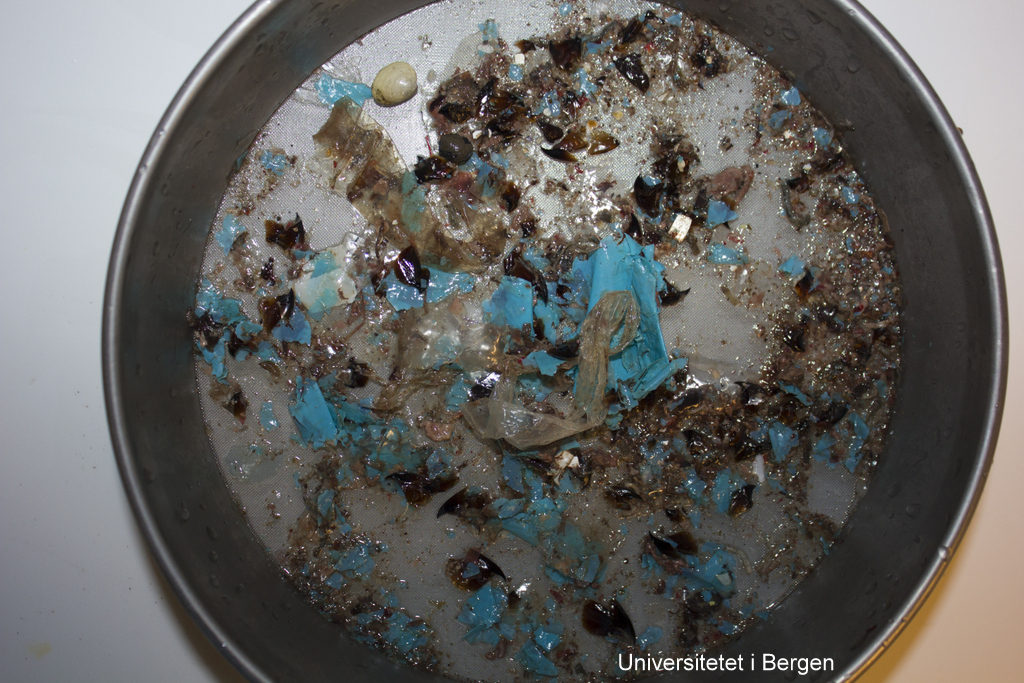 Innimellom plasten finner vi også noen rester av hvalens naturlige føde