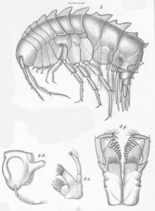 Original illustrasjon av Syrrhoites serrata. Tre av munndelene er illustrert under hele dyret. G.O. Sars, Norske Nordhavsekspedisjon bind 6, Zoologi.