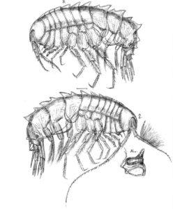 Syrrhoites serrata hunn øverst, hann under - med illustrasjon av mandibelen med den store molaren (tyggeflaten). Ill: G.O.Sars, Crustacea of Norway bind 1, plansje 137.