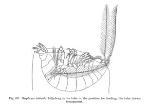 Haploops tubicola hviler på toppen av tunellen sin. Fig 63 fra P. Enequist, 1949.