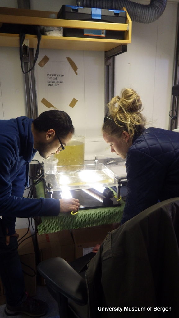 Luis og Marie undersøker en planktonprøve