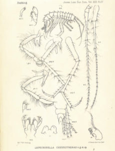 Lepechinella chrysotheras Stebbing, 1908. Denne illustrasjonen fulgte med den trykte utgaven av Stebbings foredrag fra 1907.