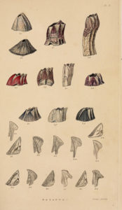 En del av Darwin sine rur. Illustrasjon fra Darwin, C. A monograph on the sub-class Cirripedia, with figures of all the species. (1851-54). http://biodiversitylibrary.org/page/2007061. 