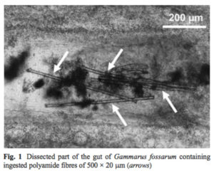 Mikroplastfibre i tarmen til Gammarus fossarum (hvite piler). Fig 1 fra Blarer & Burkhardt-Holm 2016.