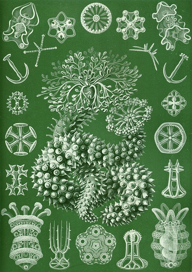 Holothurians plate av Ernst Haeckel fra hans "Kunstformen der Natur" (1904). Kalkpleter i ulike former (hjul, anker "spikermatter" etc) ses rundt en sjøpølse. Bilde fra Wikimedia
