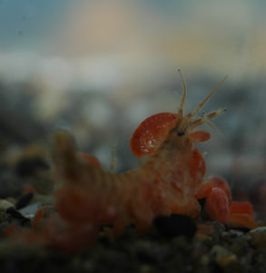 En mengde lysianassoide amfipoder (alle de orange dyrene) spiser på en død Gammarus setosus. Bildet er fra akvarium, både de lysianassoide amfipodene og Gammarus setosus levde sammen i begynnelsen, og kom fra samme innsamlingssted og tid. Foto: AH Tandberg