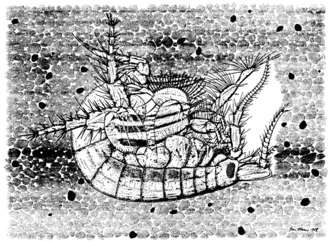 Illustrasjon av hvordan Bathyporeia sarsi ligger nede i sanden. Legg merke til at ingen del av amfipoden stikker opp av sanden, men at det er en åpning ved hodet/antennene. Fig 1 Nicolaisen & Kanneworff 1969