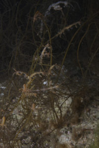 Spøkelseskreps - Caprellidae - samler seg for å finne en partner. Foto: G. Johnsen (NTNU)