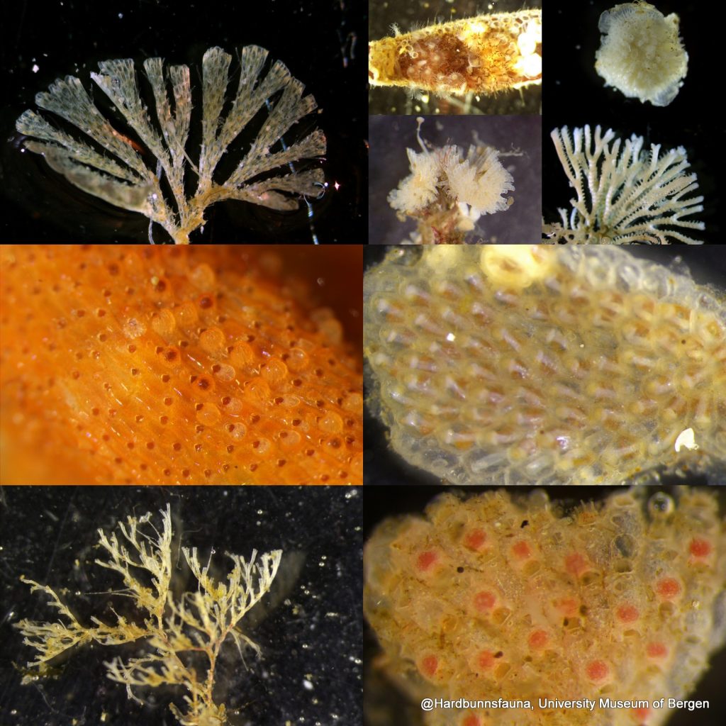 Collage av mange bilder av ulike arter mosdyr; de kan vokse som et belegg på noe, eller vokse oppover og ligne på koraller. 