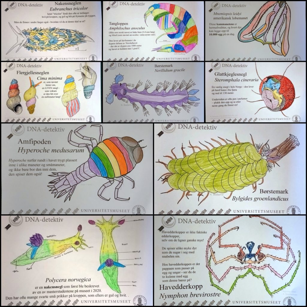 Fargelagte tegninger av ulike dyr som vi jobber med