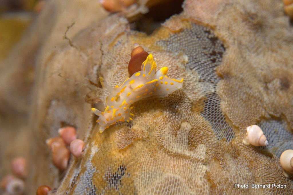 A underwater macro image of a kelp fron overgrown with a flat mat of bryozoa, and a white-and-yellow nudibranch that is grazing on it