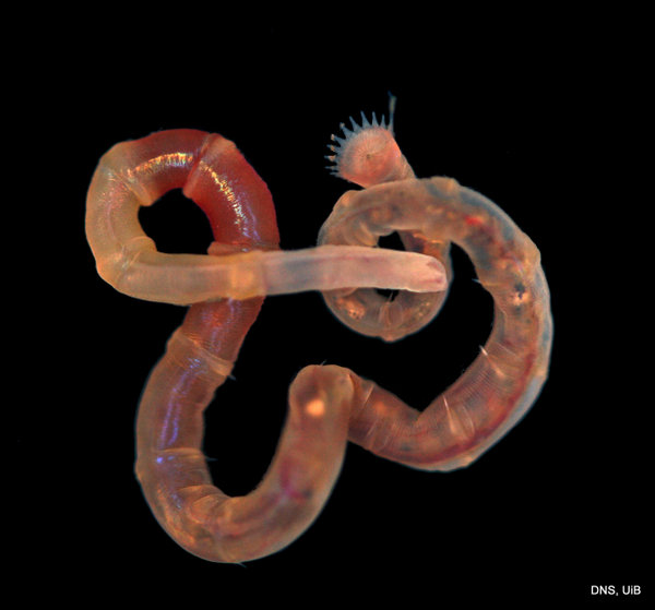A member of the family Maldanidae or bamboo worms_Photo K_Kongshavn_© UiB