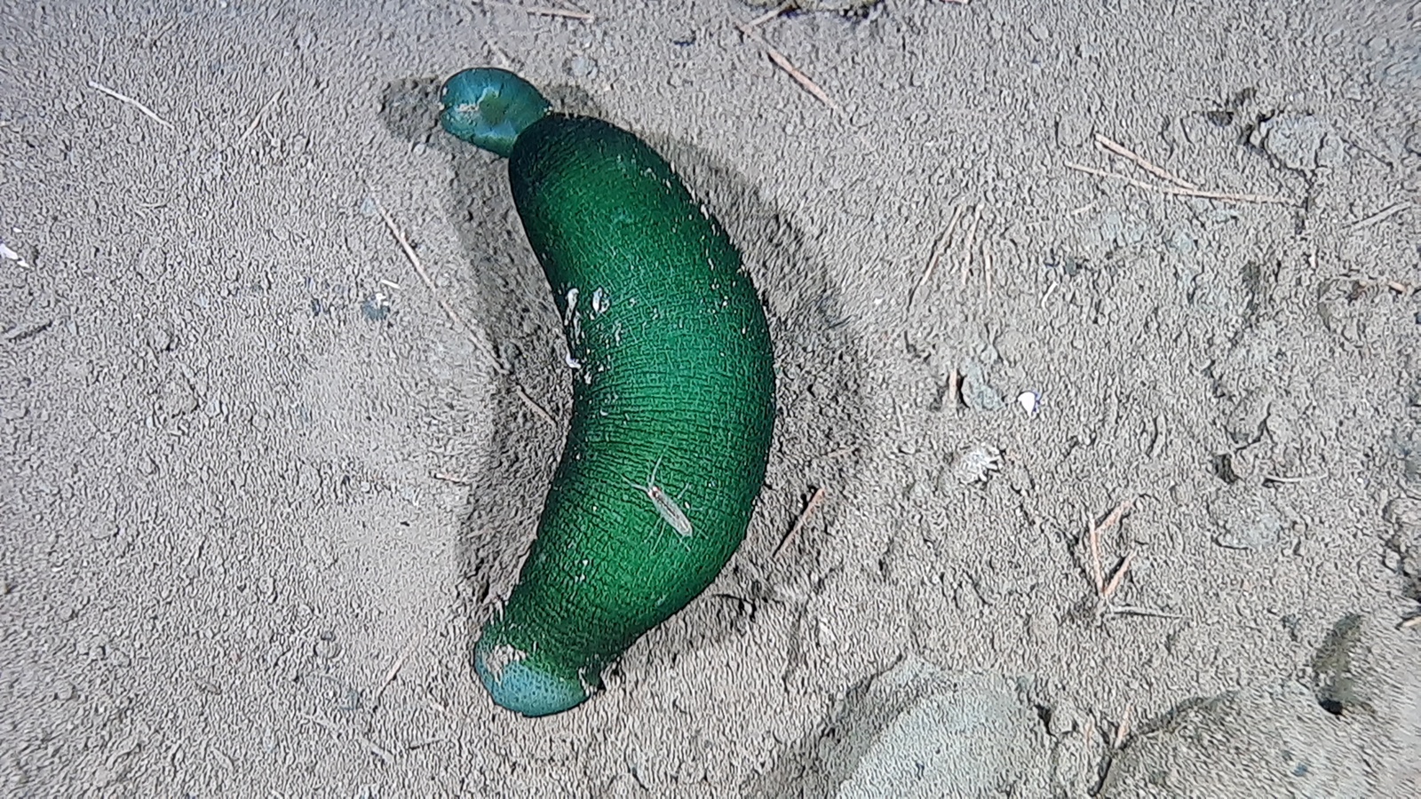 Bonellia sp., pølseorm/Echiura med en amphipoda på seg